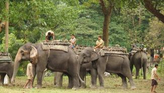 we offers while trip in madurai cab booking Elephant safaris are a popular and memorable way to explore the dense landscape of Mudumalai, providing a slow, immersive ride through the jungle, perfect for nature lovers. including elephants, bison, peacocks, malabar squirrels, and various birds in their natural habitat.